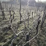 Weingut Will Und Wuerz Lemberger 아파트 Schwaigern
