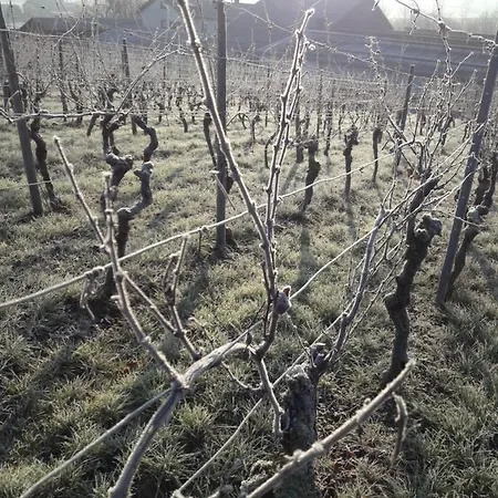 Weingut Will Und Wuerz Lemberger Апартаменты Schwaigern