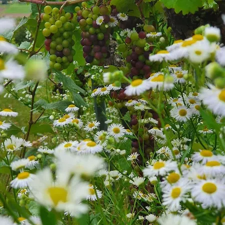 Weingut Will Und Wuerz Lemberger Апартаменты Schwaigern