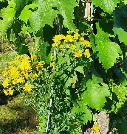 Weingut Will Und Wuerz Lemberger Appartement Schwaigern